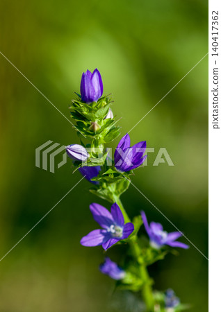 Balloon flower (Kikyosou) Balloon flower (Kikyosou) 140417362