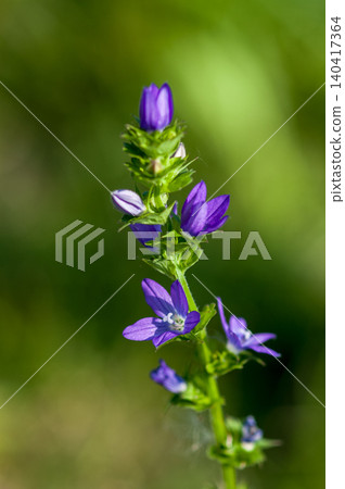 Balloon flower (Kikyosou) Balloon flower (Kikyosou) 140417364