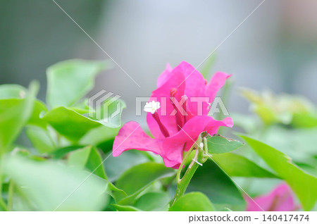 Bougainvillea or paper flower , red paper flower or fuchsia flower Bougainvillea or paper flower , red paper flower or fuchsia flower 140417474