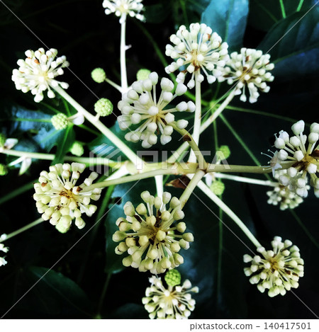 A close-up of the Fatsia japonica flower, with its fantastical white spherical blossoms. A close-up of the Fatsia japonica flower, with its fantastical white spherical blossoms. 140417501