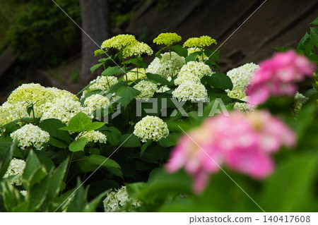 Mt. Asuwa with hydrangeas in full bloom in spring Mt. Asuwa with hydrangeas in full bloom in spring 140417608