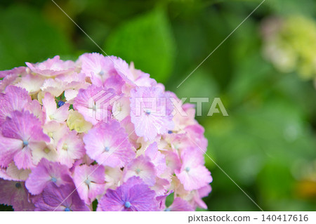 Mt. Asuwa with hydrangeas in full bloom in spring Mt. Asuwa with hydrangeas in full bloom in spring 140417616