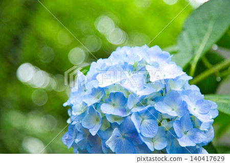 Mt. Asuwa with hydrangeas in full bloom in spring Mt. Asuwa with hydrangeas in full bloom in spring 140417629