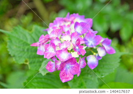 Mt. Asuwa with hydrangeas in full bloom in spring Mt. Asuwa with hydrangeas in full bloom in spring 140417637