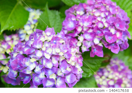 Mt. Asuwa with hydrangeas in full bloom in spring Mt. Asuwa with hydrangeas in full bloom in spring 140417638