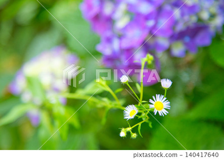 Mt. Asuwa with hydrangeas in full bloom in spring 140417640