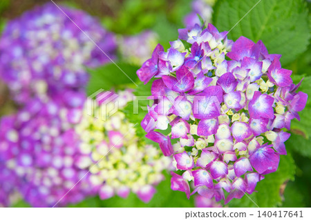 Mt. Asuwa with hydrangeas in full bloom in spring Mt. Asuwa with hydrangeas in full bloom in spring 140417641