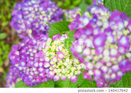 Mt. Asuwa with hydrangeas in full bloom in spring Mt. Asuwa with hydrangeas in full bloom in spring 140417642