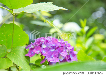 春天繡球花盛開的阿蘇瓦山 春天繡球花盛開的阿蘇瓦山 140417652