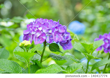 Mt. Asuwa with hydrangeas in full bloom in spring Mt. Asuwa with hydrangeas in full bloom in spring 140417774