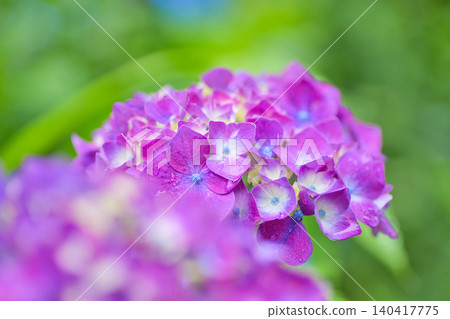春天繡球花盛開的阿蘇瓦山 春天繡球花盛開的阿蘇瓦山 140417775