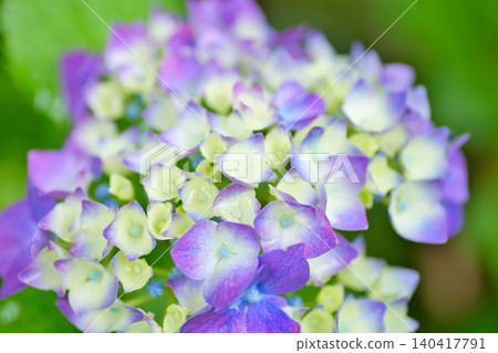 Mt. Asuwa with hydrangeas in full bloom in spring Mt. Asuwa with hydrangeas in full bloom in spring 140417791