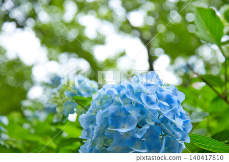 Mt. Asuwa with hydrangeas in full bloom in spring Mt. Asuwa with hydrangeas in full bloom in spring 140417810