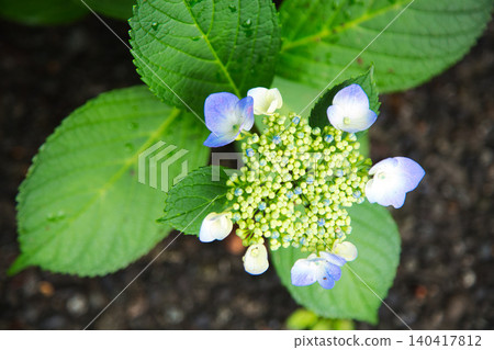 Mt. Asuwa with hydrangeas in full bloom in spring 140417812