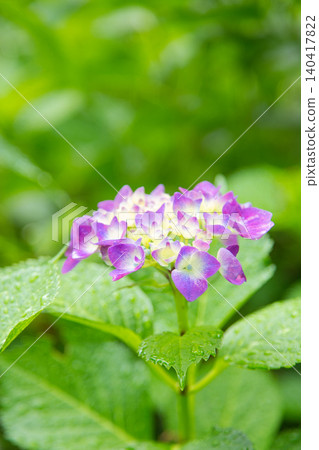 春天繡球花盛開的阿蘇瓦山 140417822