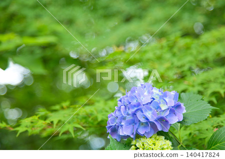 Mt. Asuwa with hydrangeas in full bloom in spring Mt. Asuwa with hydrangeas in full bloom in spring 140417824