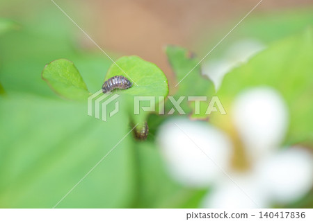春天繡球花盛開的阿蘇瓦山 140417836