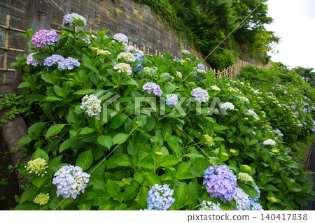 Mt. Asuwa with hydrangeas in full bloom in spring Mt. Asuwa with hydrangeas in full bloom in spring 140417838