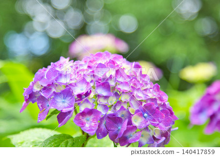春天繡球花盛開的阿蘇瓦山 春天繡球花盛開的阿蘇瓦山 140417859