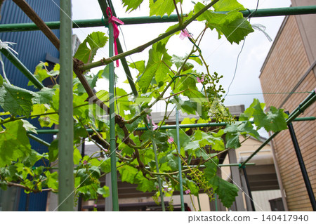 My grape garden My grape garden 140417940