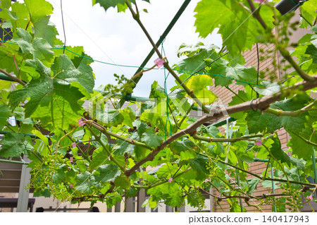 My grape garden My grape garden 140417943