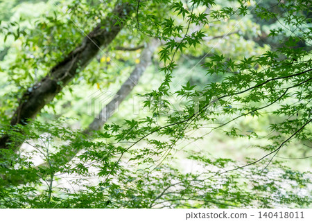 Beautiful green scenery with green leaves Beautiful green scenery with green leaves 140418011