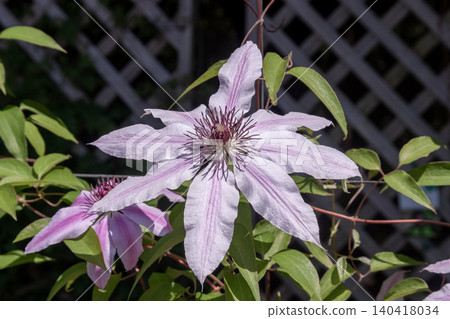 The queen of climbing, the pale purple clematis, Nelly Moser The queen of climbing, the pale purple clematis, Nelly Moser 140418034
