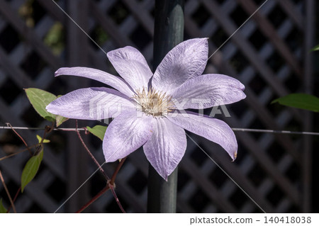 The queen of climbing vines. A pale purple clematis, called "Komurasaki" (small purple). The queen of climbing vines. A pale purple clematis, called "Komurasaki" (small purple). 140418038