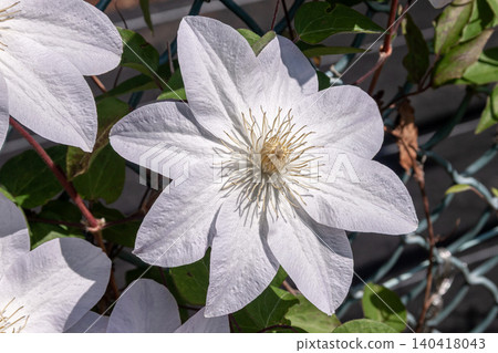 The queen of climbing plants. White clematis: Haruyama The queen of climbing plants. White clematis: Haruyama 140418043