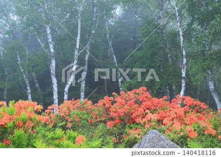 Rhododendrons at Gomiike Hafu Plateau Nature Park, shrouded in mist Rhododendrons at Gomiike Hafu Plateau Nature Park, shrouded in mist 140418116