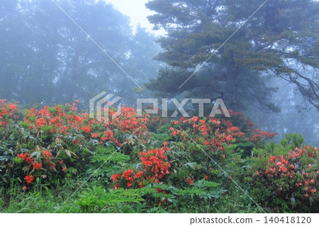Rhododendrons at Gomiike Hafu Plateau Nature Park, shrouded in mist Rhododendrons at Gomiike Hafu Plateau Nature Park, shrouded in mist 140418120
