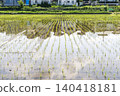 Rice paddy scenery during rice planting season 140418181