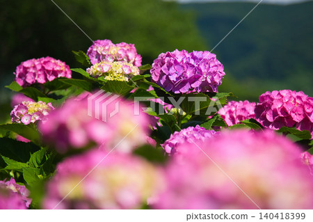 The hydrangeas are in full bloom along the riverbank. The hydrangeas are in full bloom along the riverbank. 140418399