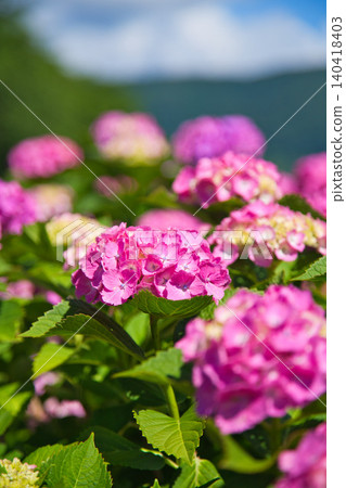 河岸邊的繡球花正值盛開。 河岸邊的繡球花正值盛開。 140418403