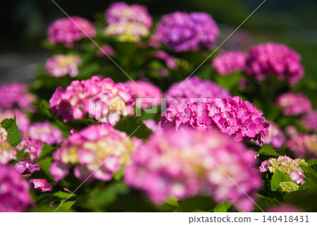 The hydrangeas are in full bloom along the riverbank. 140418431