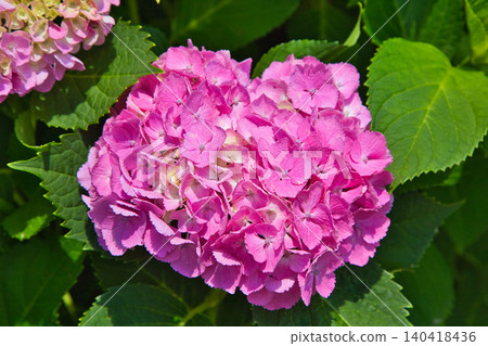 The hydrangeas are in full bloom along the riverbank. The hydrangeas are in full bloom along the riverbank. 140418436