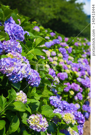 The hydrangeas are in full bloom along the riverbank. The hydrangeas are in full bloom along the riverbank. 140418444