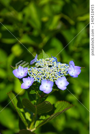 The hydrangeas are in full bloom along the riverbank. The hydrangeas are in full bloom along the riverbank. 140418455