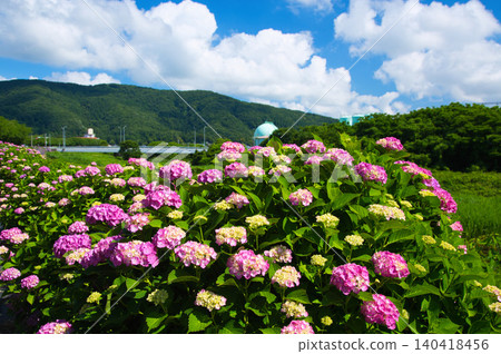 河岸邊的繡球花正值盛開。 河岸邊的繡球花正值盛開。 140418456
