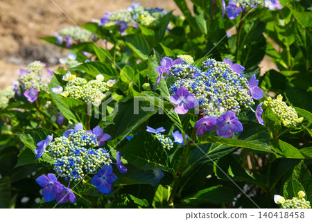 The hydrangeas are in full bloom along the riverbank. The hydrangeas are in full bloom along the riverbank. 140418458