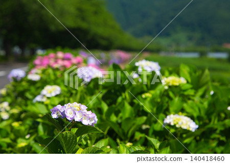 The hydrangeas are in full bloom along the riverbank. The hydrangeas are in full bloom along the riverbank. 140418460