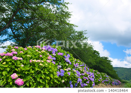 The hydrangeas are in full bloom along the riverbank. The hydrangeas are in full bloom along the riverbank. 140418464