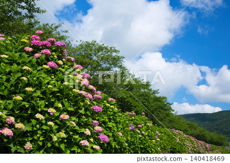 The hydrangeas are in full bloom along the riverbank. The hydrangeas are in full bloom along the riverbank. 140418469
