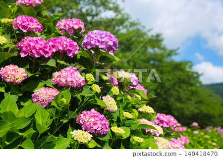 The hydrangeas are in full bloom along the riverbank. 140418470