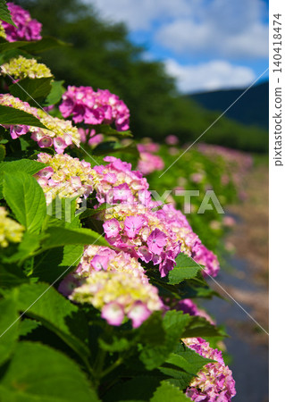 The hydrangeas are in full bloom along the riverbank. The hydrangeas are in full bloom along the riverbank. 140418474