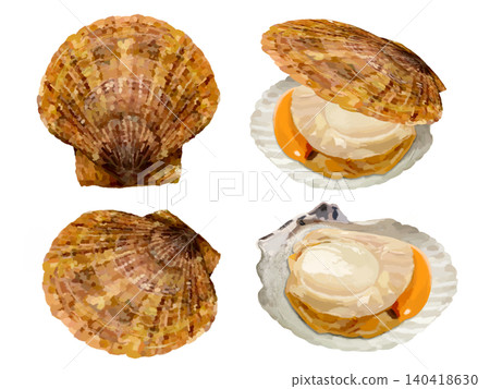 Scallop illustration set (with shell, opened shell) Scallop illustration set (with shell, opened shell) 140418630