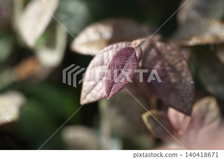 紅花繼木的嫩葉,沾滿了晨露。 紅花繼木的嫩葉,沾滿了晨露。 140418671