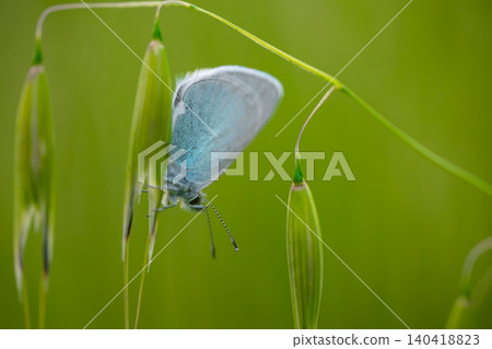 A blue butterfly sits on green grass under sunlight in the field A blue butterfly sits on green grass under sunlight in the field 140418823