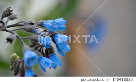 Extreme close-up of vibrant blue comfrey blossoms featuring a soft bokeh background palette Extreme close-up of vibrant blue comfrey blossoms featuring a soft bokeh background palette 140418826