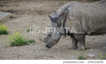 Detailed side view of a rhino in a natural enclosure with small yellow flowers and dirt Detailed side view of a rhino in a natural enclosure with small yellow flowers and dirt 140418856
